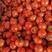 大红西红柿，优质大红西红柿，冷棚大红西红柿