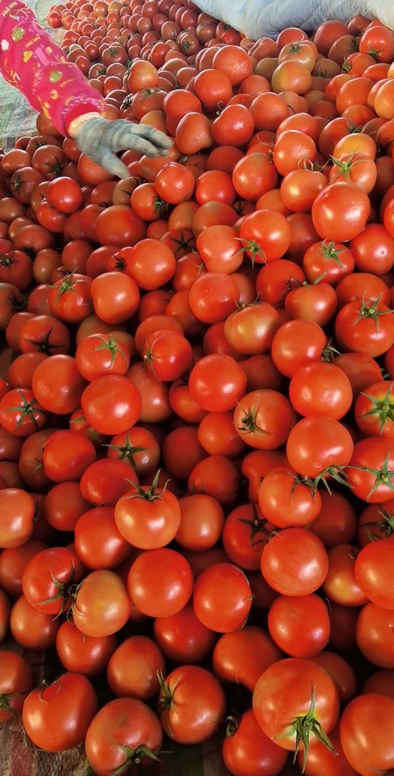 大红西红柿，优质大红西红柿，冷棚大红西红柿