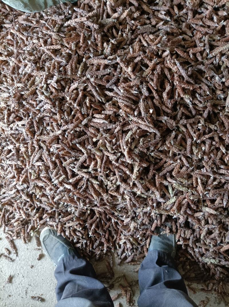夏枯球，产地直销一手货，货源充足，大花，光头，统货齐全。