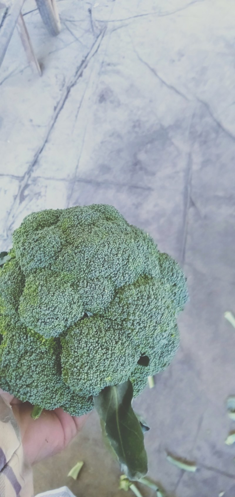 蔬菜，精品西蓝花，颜色青绿，口感清脆，产地供应