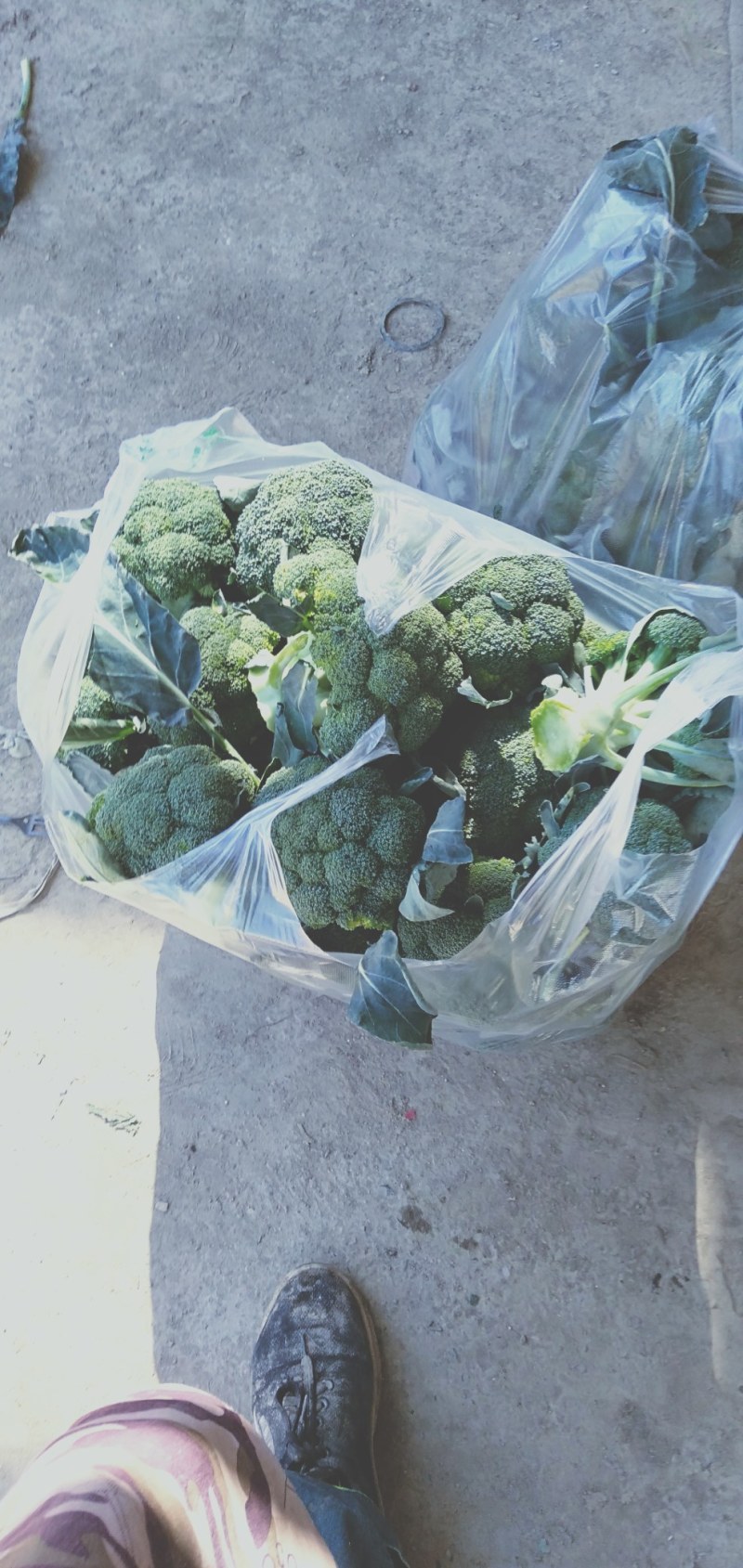 蔬菜，精品西蓝花，颜色青绿，口感清脆，产地供应