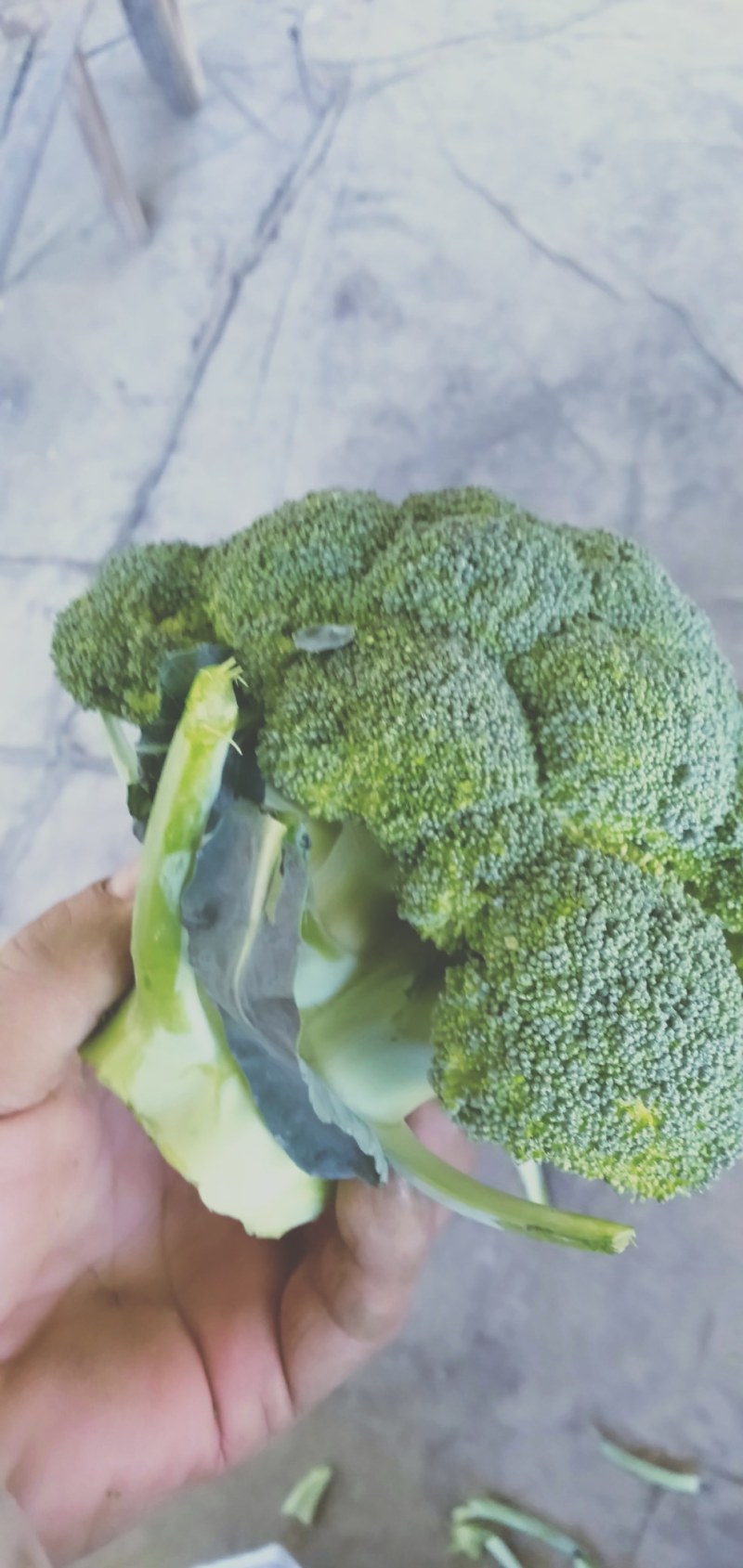 蔬菜，精品西蓝花，颜色青绿，口感清脆，产地供应