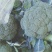 蔬菜，精品西蓝花，颜色青绿，口感清脆，产地供应