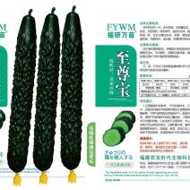 至尊宝青皮青肉黄瓜种子，绿皮绿肉，一代杂交品种。