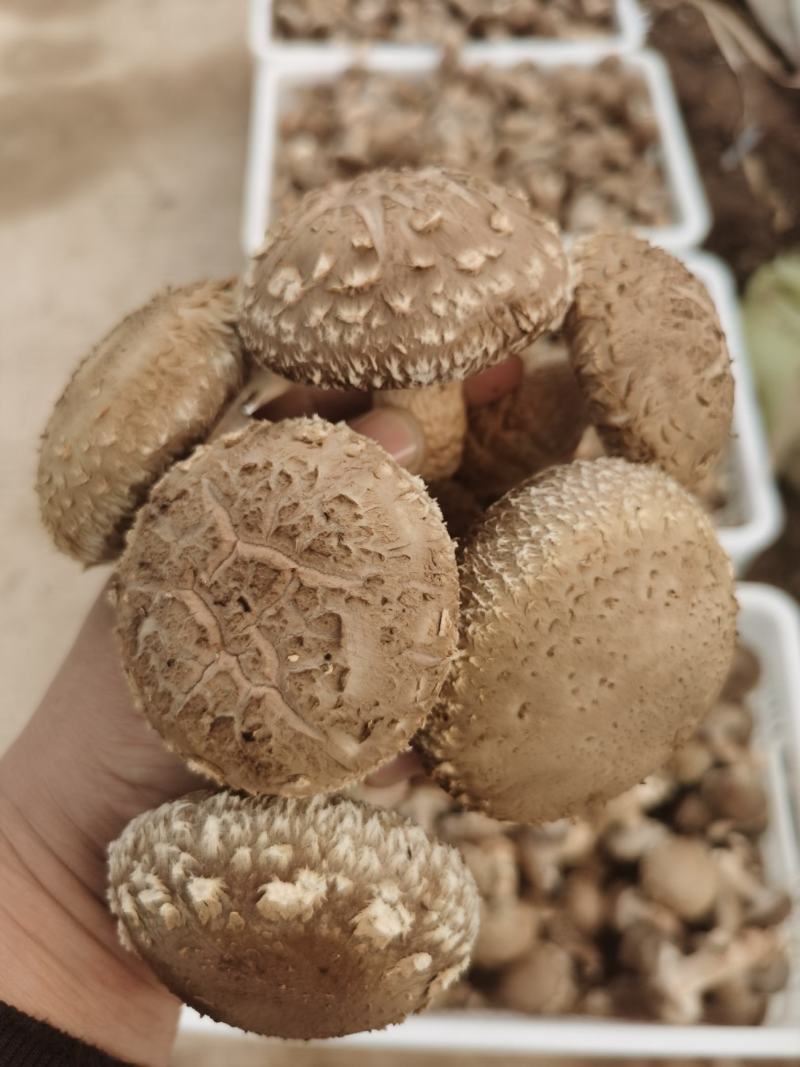精品鲜香菇，干香菇