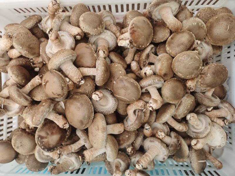 精品鲜香菇，干香菇
