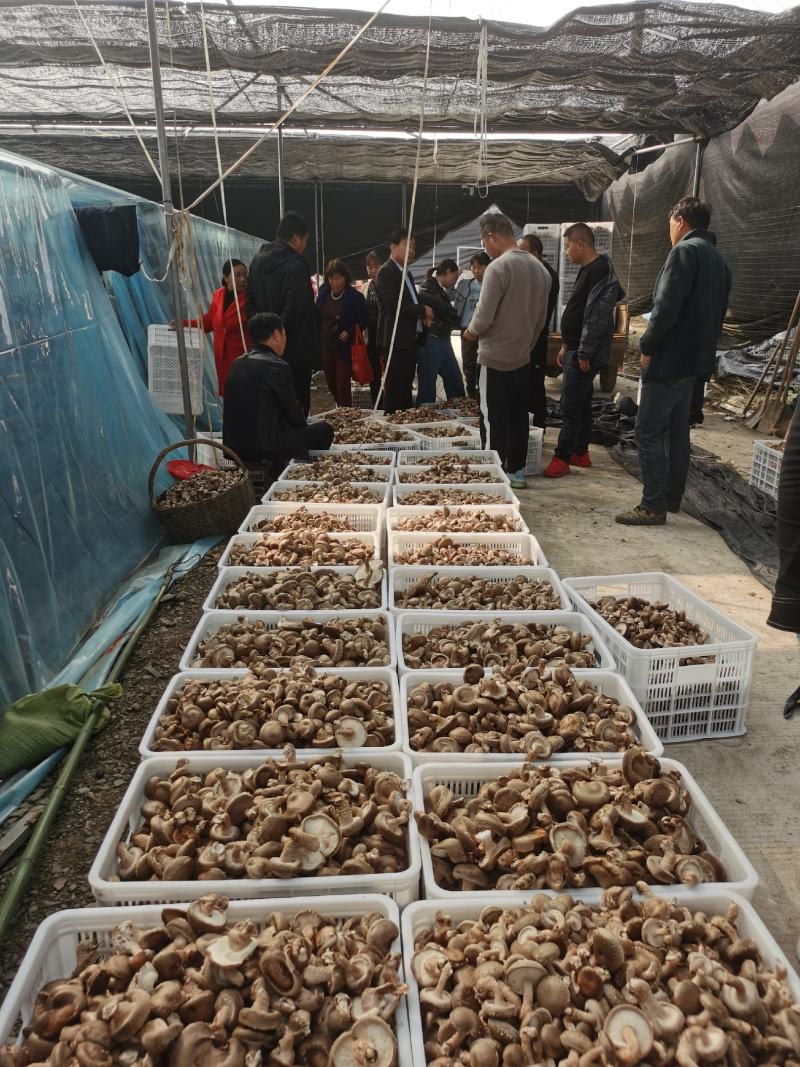 精品鲜香菇，干香菇