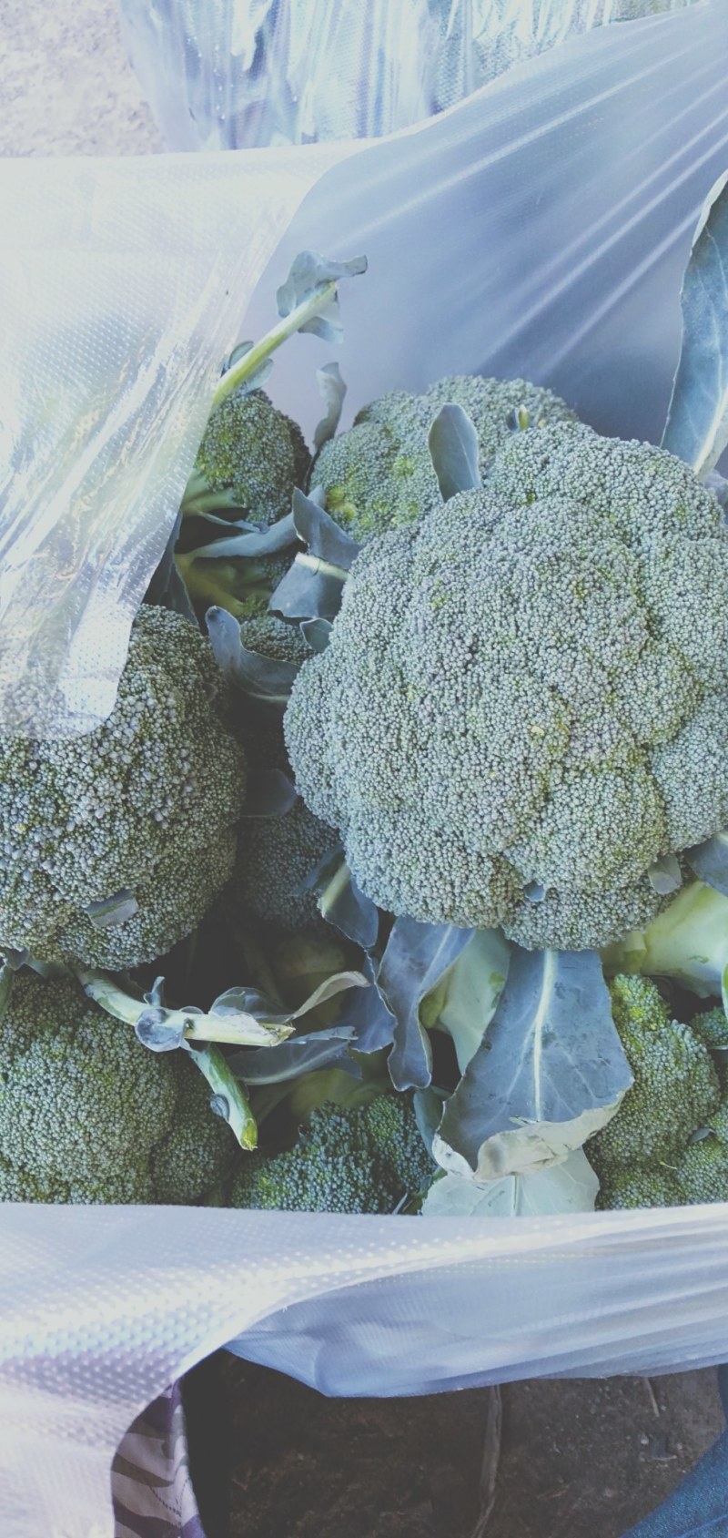 蔬菜，精品西蓝花，颜色青绿，口感清脆，产地供应