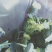 蔬菜，精品西蓝花，颜色青绿，口感清脆，产地供应