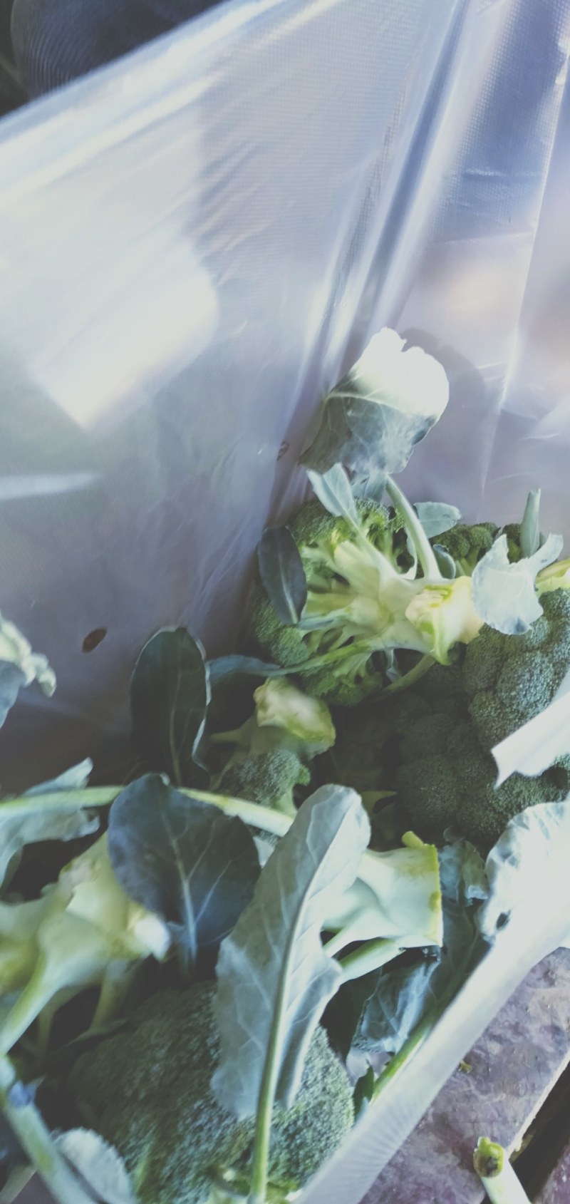 蔬菜，精品西蓝花，颜色青绿，口感清脆，产地供应