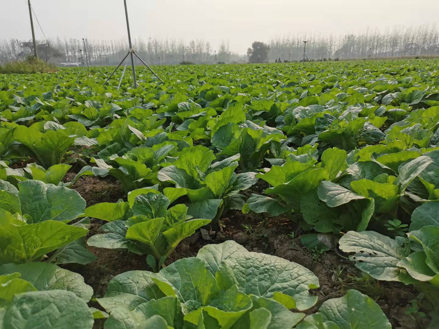 娃娃菜田间生长实景图