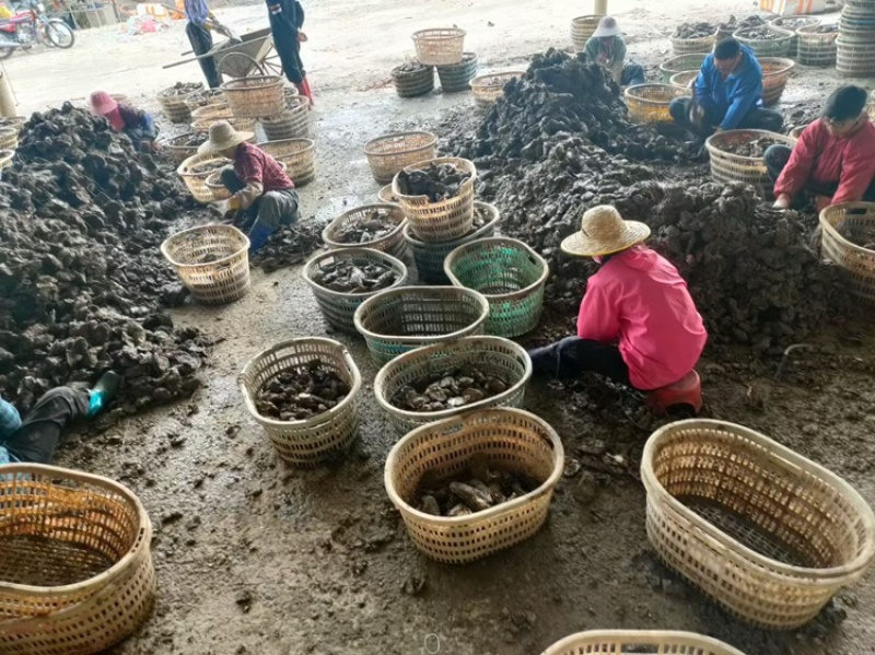 广东蚝生蚝零售批发台山湛江阳江规格全脆肉实肉
