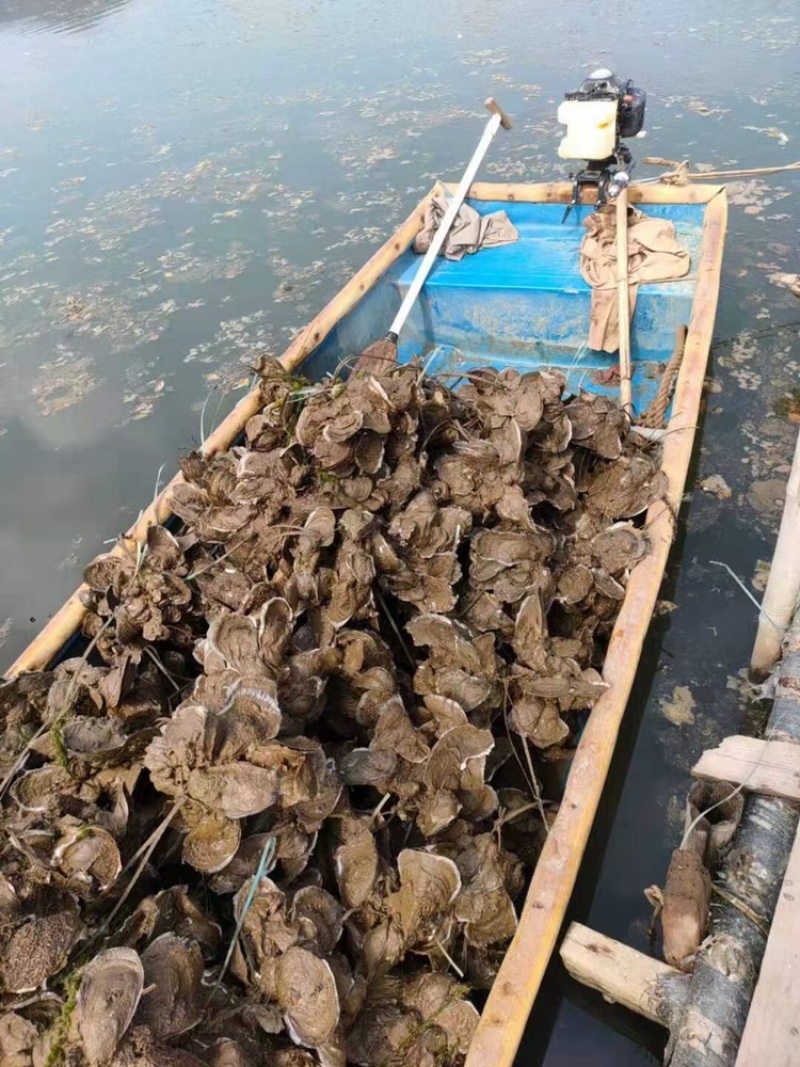 广东蚝生蚝零售批发台山湛江阳江规格全脆肉实肉