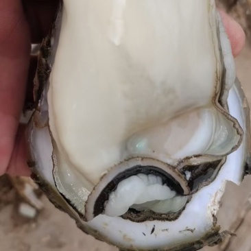 广东蚝生蚝零售批发台山湛江阳江规格全脆肉实肉