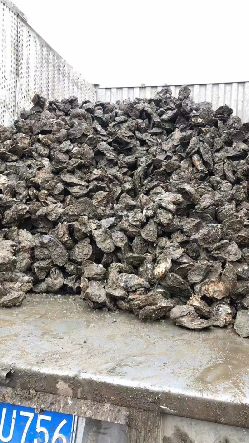 广东蚝生蚝零售批发台山湛江阳江规格全脆肉实肉