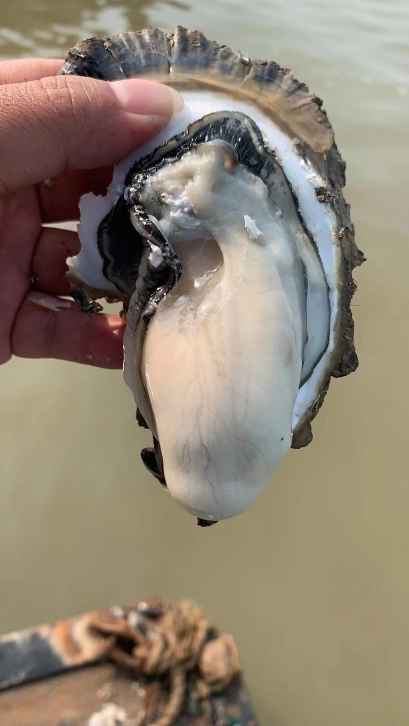 广东蚝生蚝零售批发台山湛江阳江规格全脆肉实肉