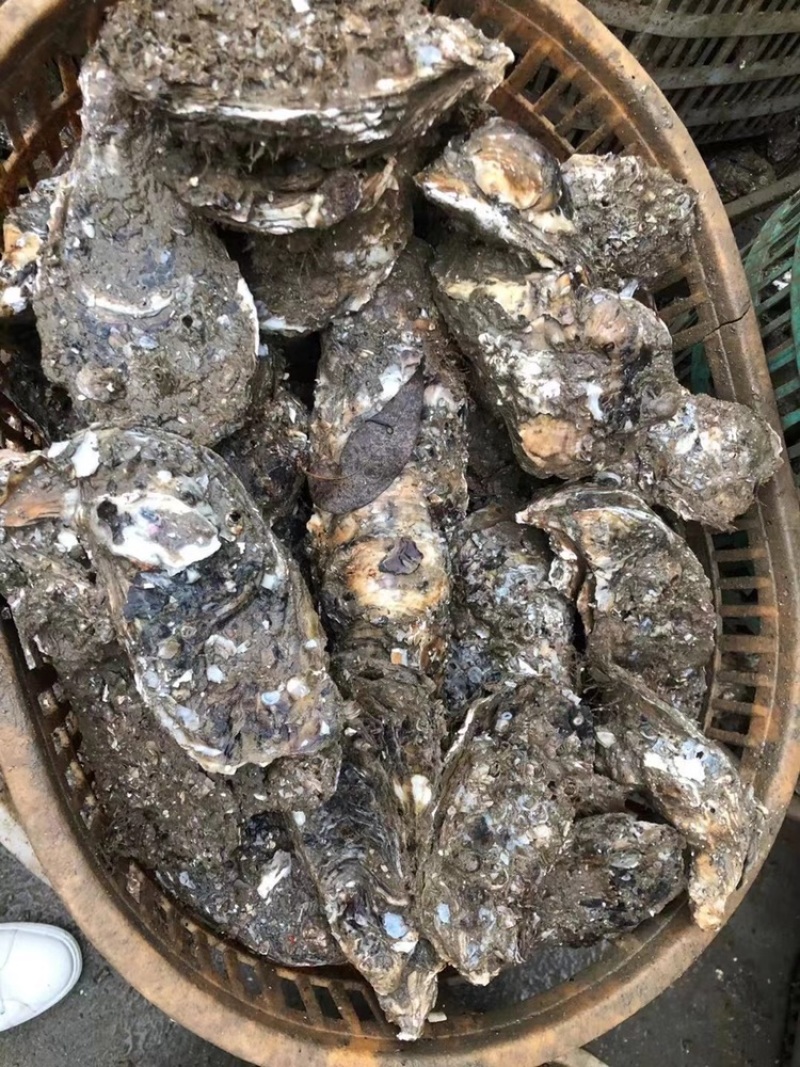广东蚝生蚝零售批发台山湛江阳江规格全脆肉实肉