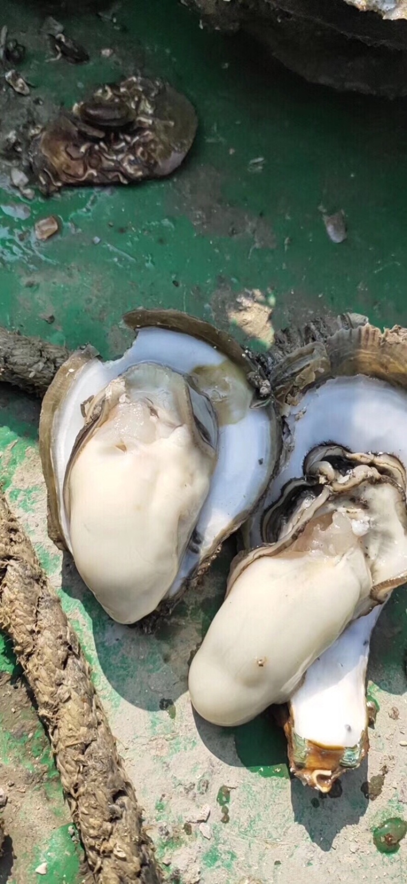 广东蚝生蚝零售批发台山湛江阳江规格全脆肉实肉