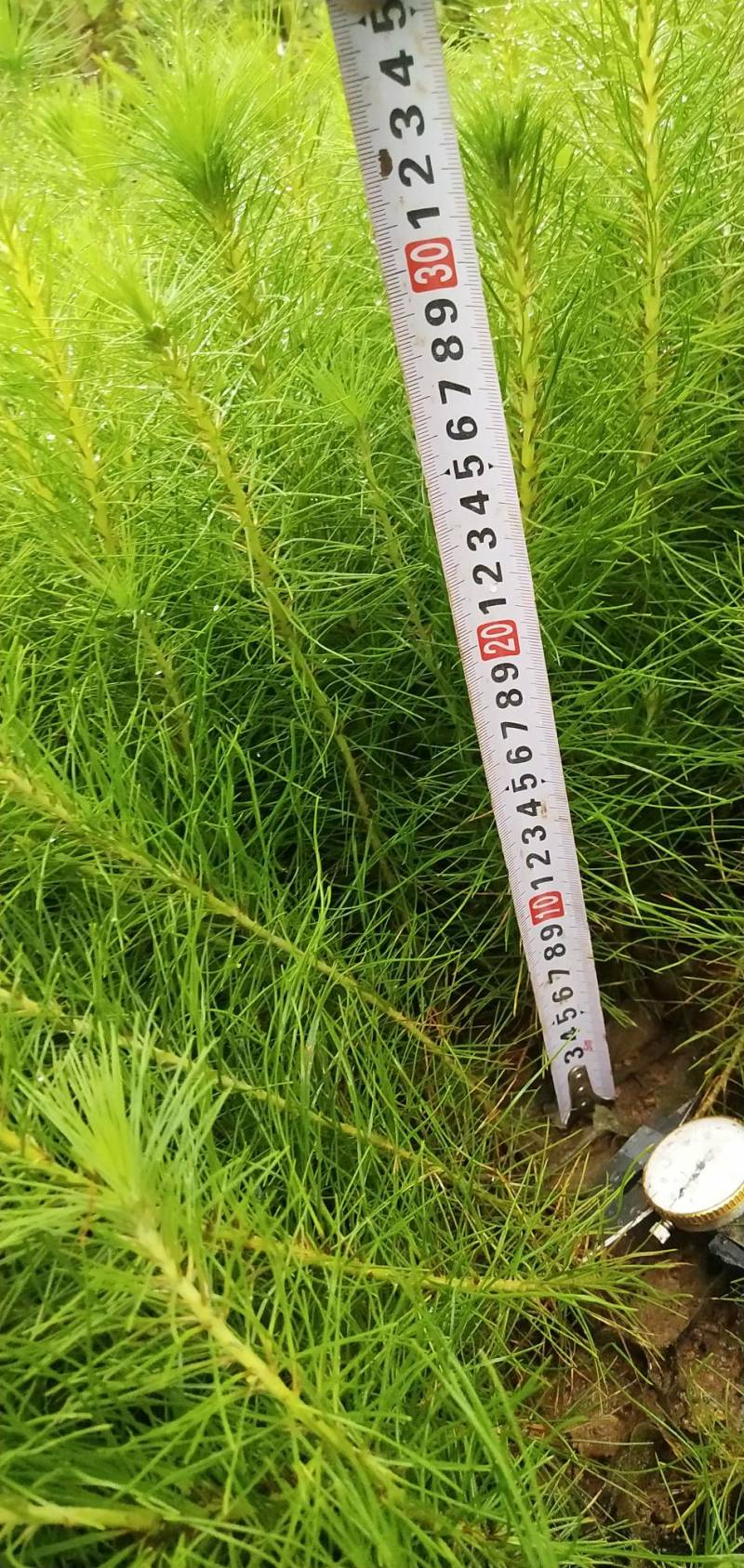 马尾松和湿地松