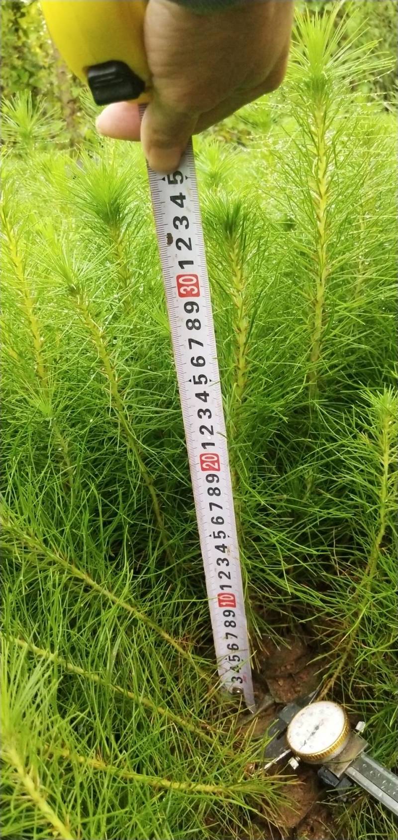 马尾松和湿地松