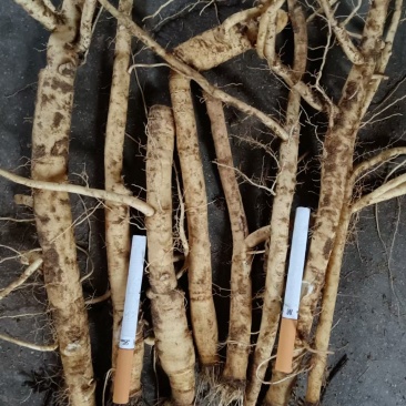 根茎类中药材防风中药材鲜防风
