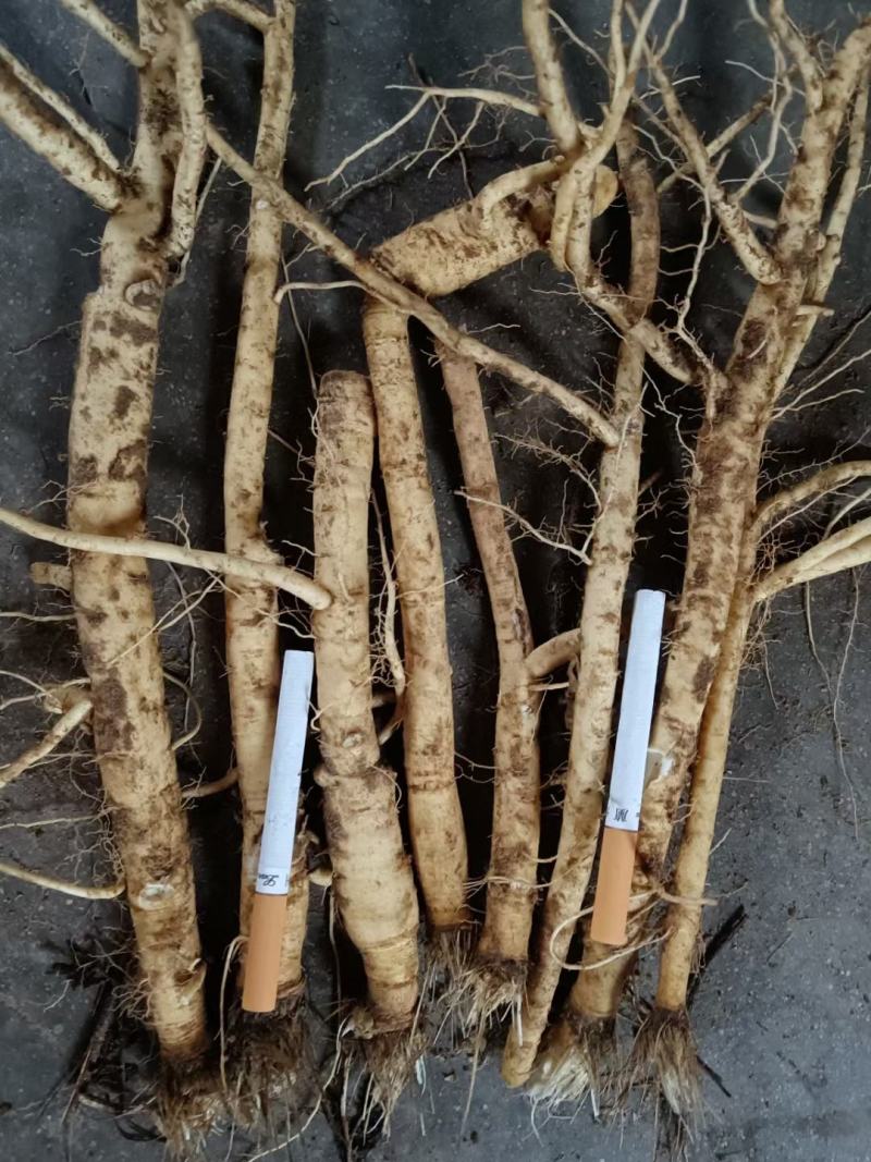 根茎类中药材防风中药材鲜防风