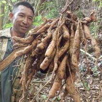 百部野生百部需要的赶紧量大从优欢迎提前预定。