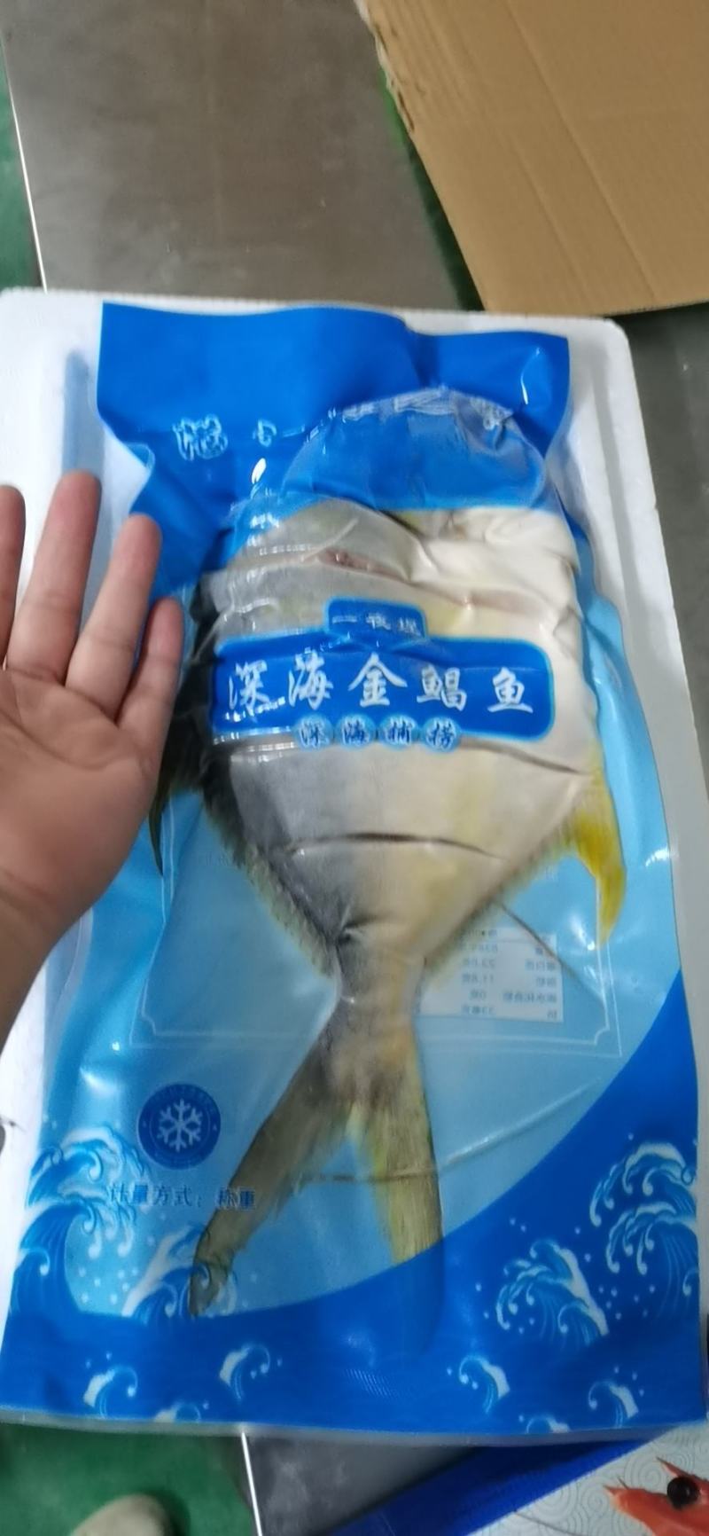 湛江北部湾海域金鲳鱼一夜埕，三去，少骨多肉，肥美鲜香