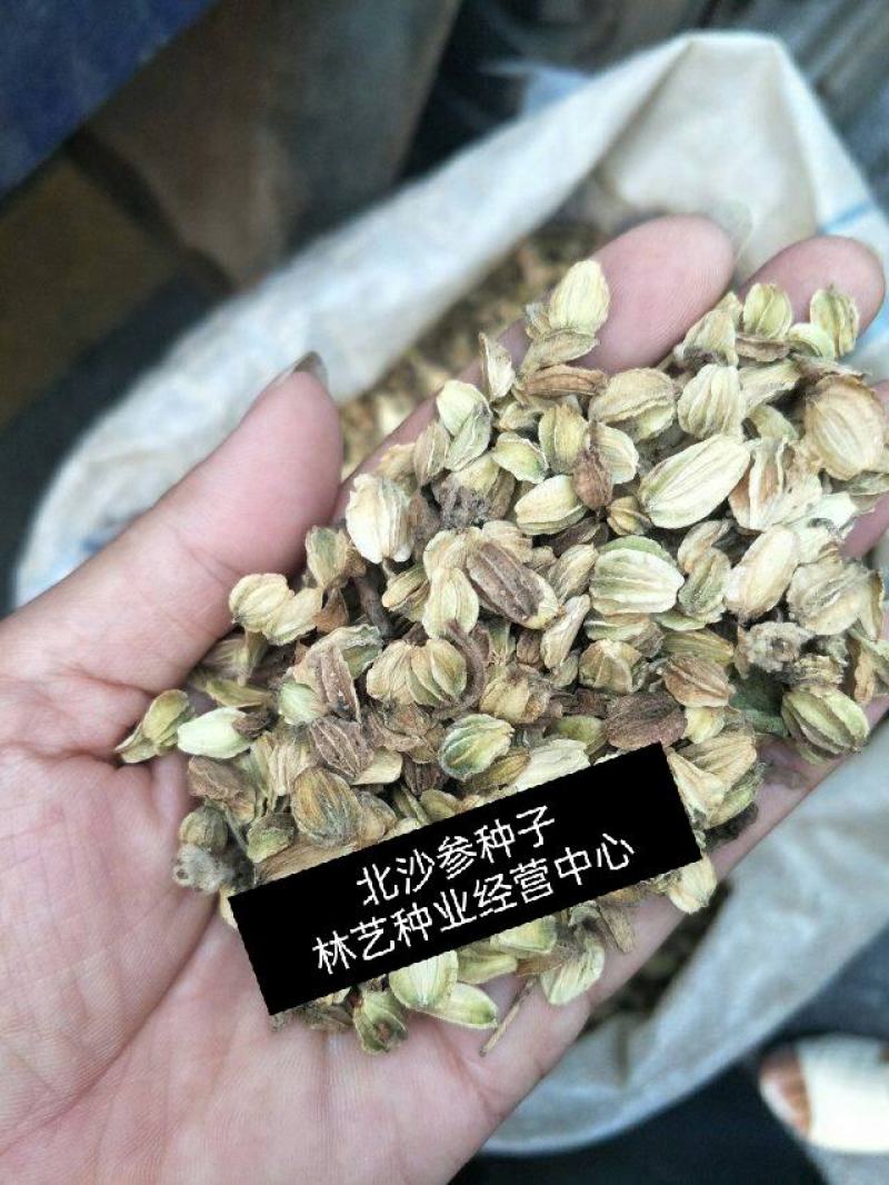 药材种子种籽北沙参种子药材种子伞形目伞形科植物材种子
