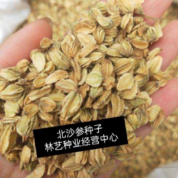 药材种子种籽北沙参种子药材种子伞形目伞形科植物材种子