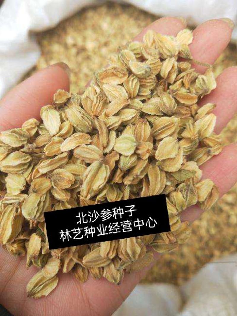 药材种子种籽北沙参种子药材种子伞形目伞形科植物材种子