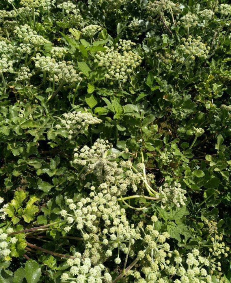 药材种子种籽北沙参种子药材种子伞形目伞形科植物材种子