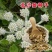药材种子种籽北沙参种子药材种子伞形目伞形科植物材种子
