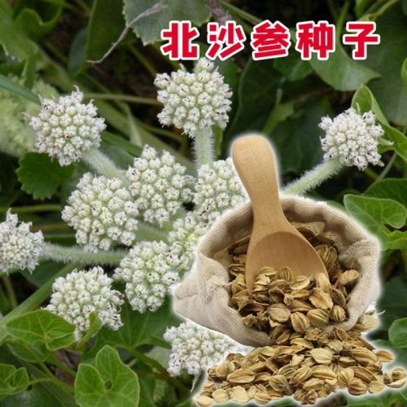 药材种子种籽北沙参种子药材种子伞形目伞形科植物材种子