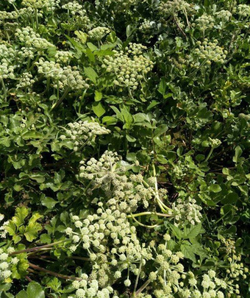 药材种子种籽北沙参种子药材种子伞形目伞形科植物材种子
