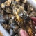 乳山蚝批发山东乳山生蚝三倍体精品肥蚝干净薄壳