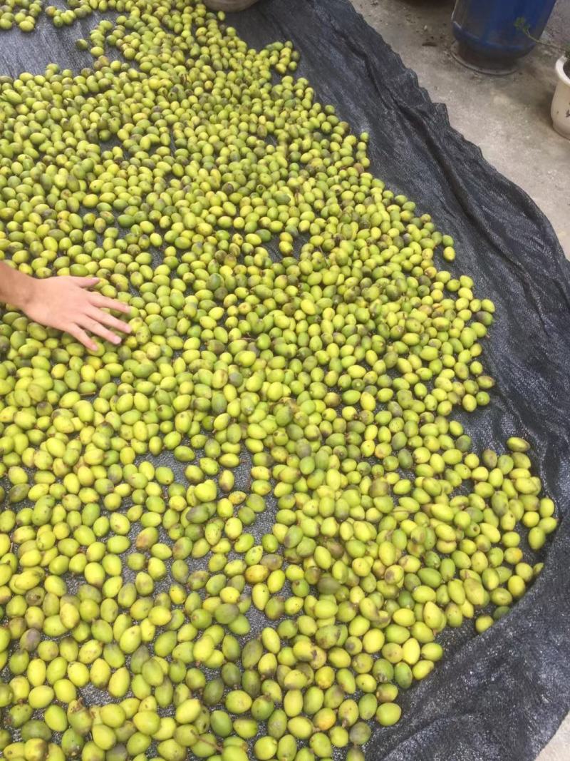 饶平青橄榄土橄榄榨汁泡酒花皮橄榄工厂对接