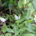 散装中药材种子南沙参种子轮叶沙参种子泡参种子泡沙参种子