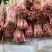 鱼腥草嫩芽子四川眉山鱼腥草嫩芽子基地批发