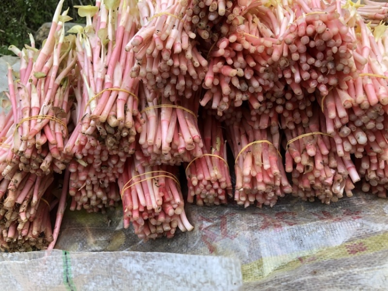 鱼腥草嫩芽子四川眉山鱼腥草嫩芽子基地批发