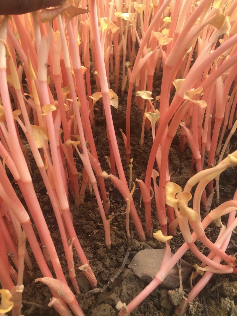 鱼腥草嫩芽子四川眉山鱼腥草嫩芽子基地批发