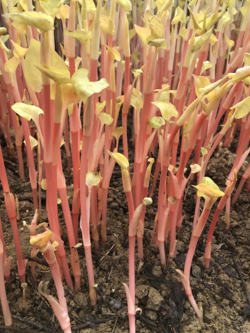 鱼腥草嫩芽子四川眉山鱼腥草嫩芽子基地批发