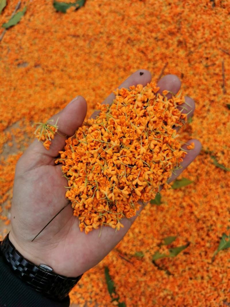 桂花红茶桂花乌龙茶野生红茶礼盒装浓香正宗正山小种