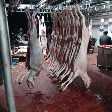 羊肉批发