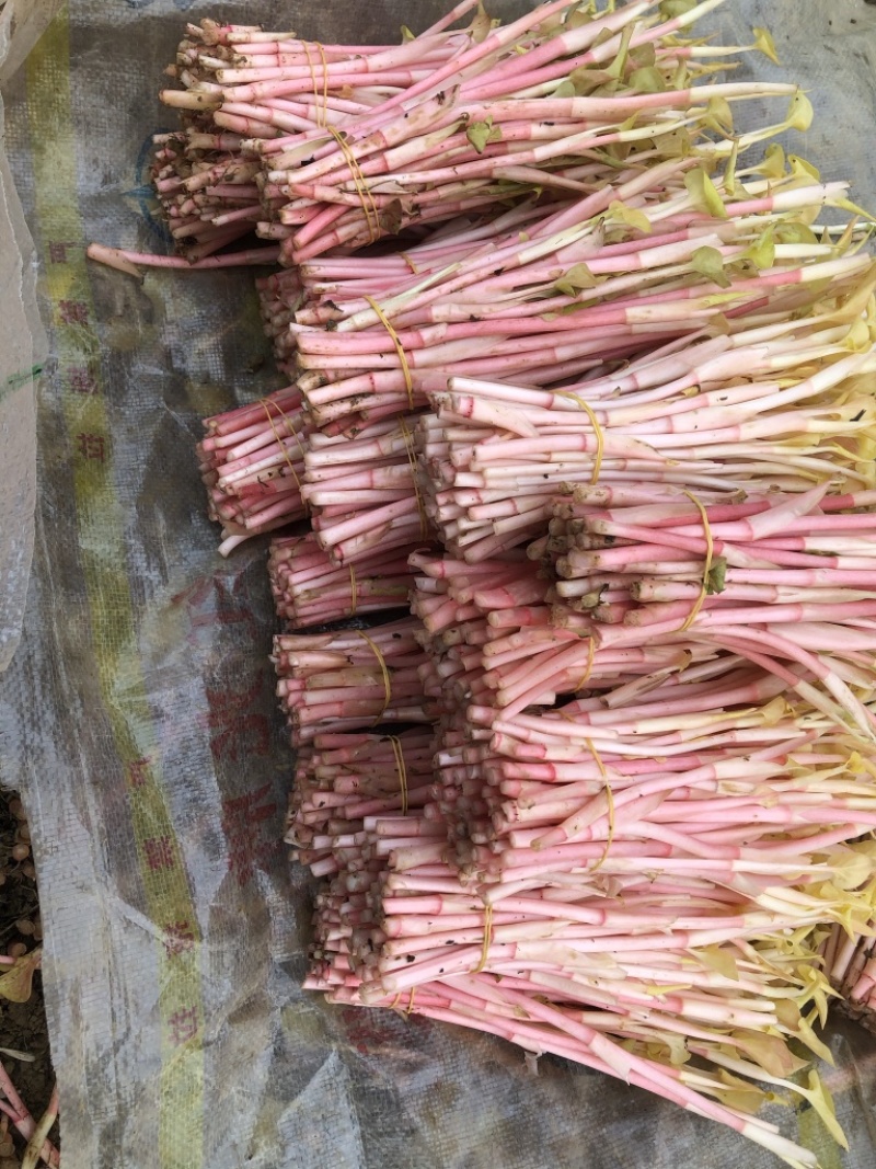 鱼腥草嫩芽子四川眉山鱼腥草嫩芽子基地批发