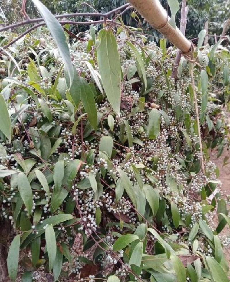 野生土茯苓种子