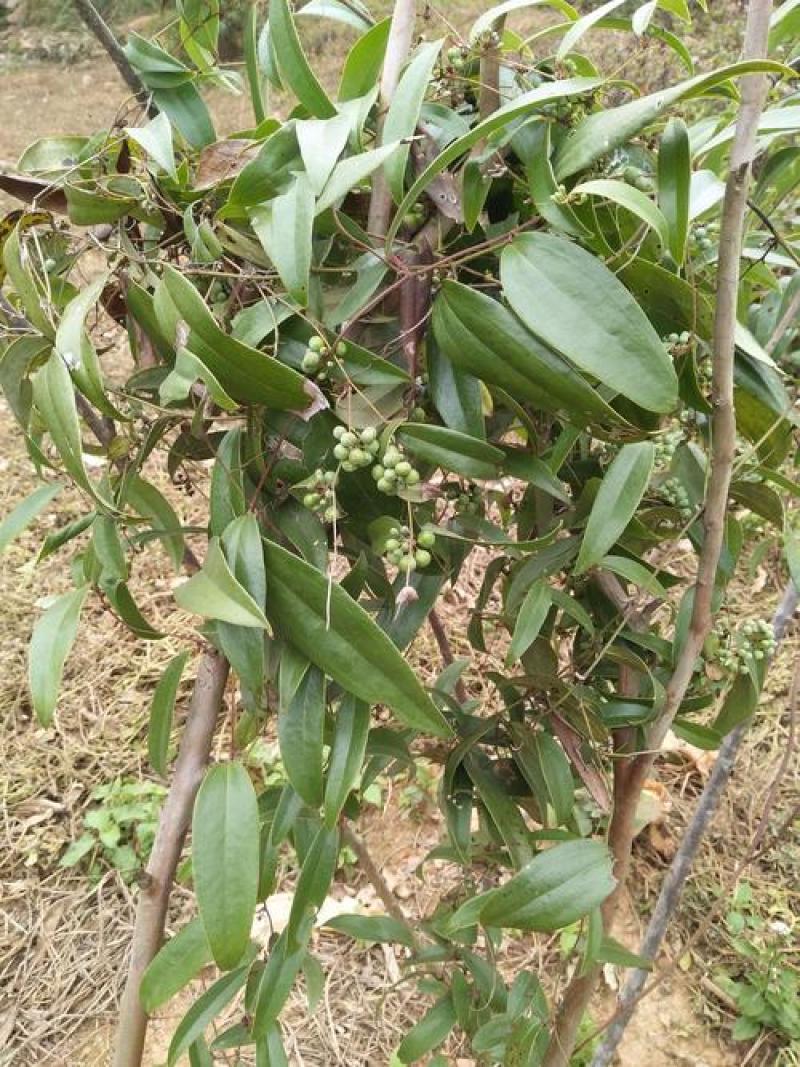 野生土茯苓种子