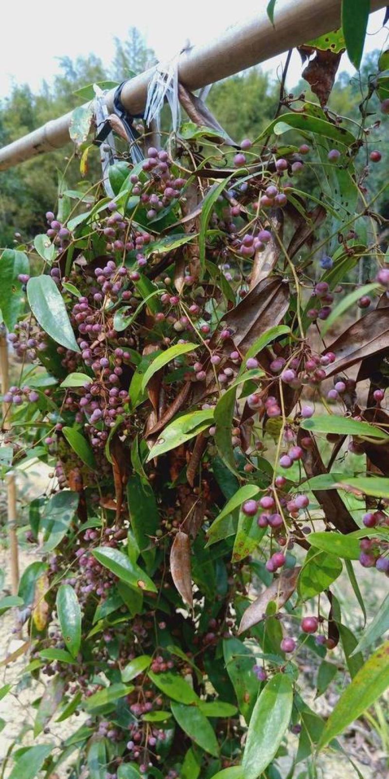 野生土茯苓种子