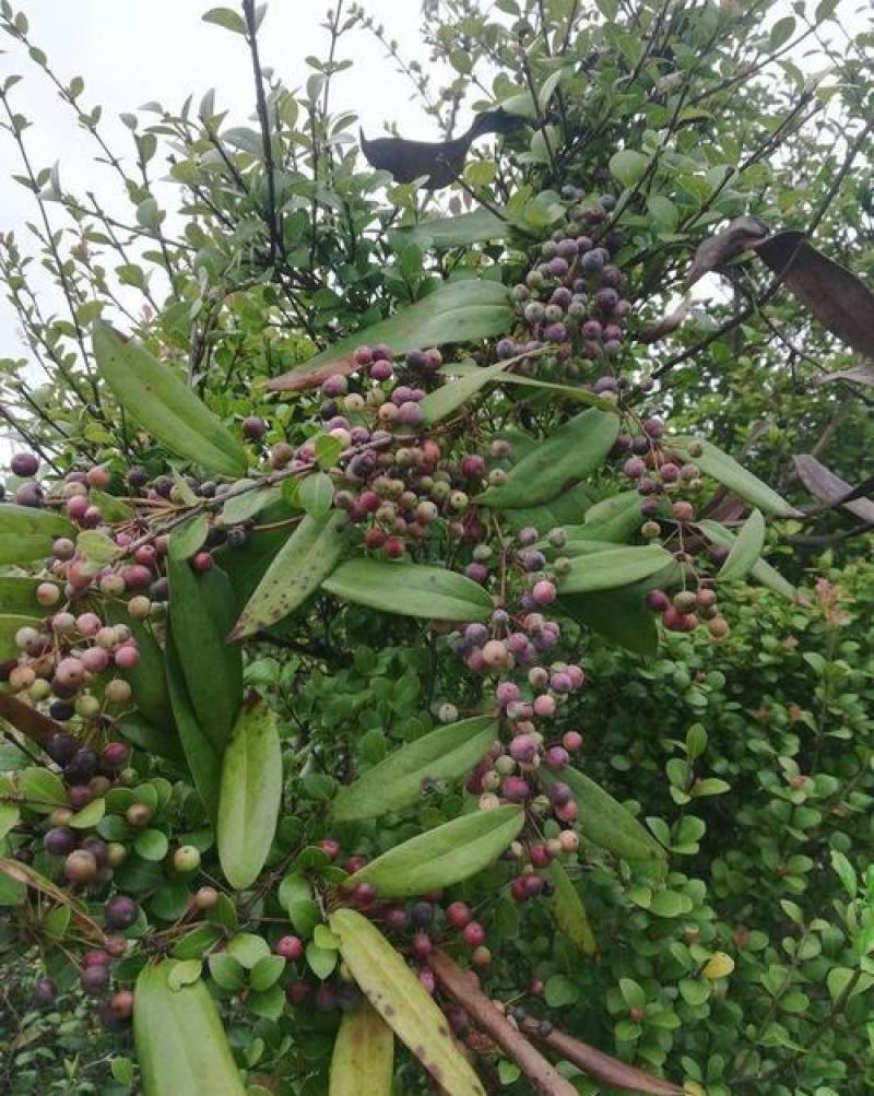 野生土茯苓种子