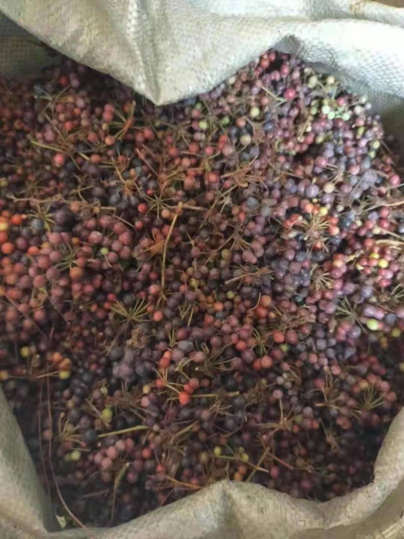 野生土茯苓种子